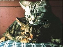 Gatti (360)
